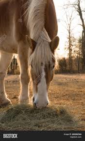 Today's belgian is a big, powerful fellow that retains the drafty middle, a deep, strong foot, a lot of bone, the heavy. Belgian Draft Horse Image Photo Free Trial Bigstock