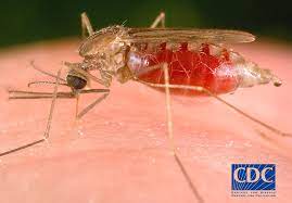 Cdc Malaria About Malaria Biology Mosquitoes Anopheles Freeborni Mosquito Pumping Blood