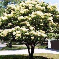 Japanese Lilac Tree Lilac Tree Japanese Lilac Tree Trees For Front Yard