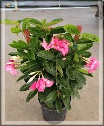 (1) gallon pot with soil. Mandevilla Alice Dupont 10 Blooming Plants