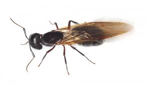 Maybe you would like to learn more about one of these? Carpenter Ant Catseye Pest Control