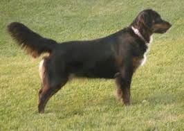 Check spelling or type a new query. Australian Retriever Dog Breed Information