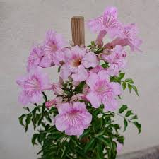 Image result for Podranea brycei