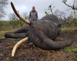Elephant hunting trips - BookYourHunt.com