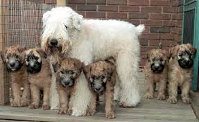 Soft Coated Wheaten Babies I Love How The Babies Are Born Darker Then Lighten With Age Wheaten Terrier Puppy Wheaton Terrier Cute Puppies