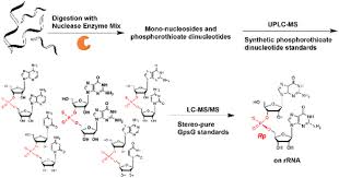 Then, bacteria liquor was added to the mixtures. Rna Phosphorothioate Modification In Prokaryotes And Eukaryotes Acs Chemical Biology X Mol