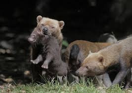 Bush Dog Puppy Retrieval Baby Animals Cool Pets Animals Wild