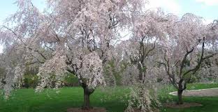 They look most beautiful in spring, as they bloom with a lot of pretty light pink flowers. Weeping Cherry Trees Types And Care White And Pink Weeping Trees