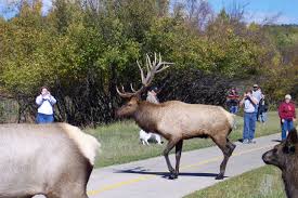 Favorite Place To View Wildlife And People Watch At The Same Time Downtown Estes Park Rm Estes Park Colorado Estes Park National Parks United States