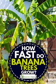 Depending on your location full sun is best. How Fast Do Banana Trees Grow Garden Tabs