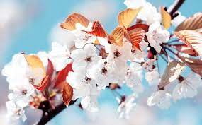 30 Lively Spring Wallpapers To Beautify Your Desktop Spring Wallpaper Spring Flowering Trees Cherry Blossom Background