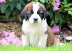 Saint Bernard Puppies for Sale in Washington - DogsNow