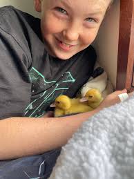 Husband Chicken Challenge! Our Buff Goldie and our duckling Daisy are  hanging out with him.. And of course, the 7 yo boy wanted to get pictures  with the baby chicks too 🙄 😂