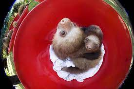 Like i'm pretty sure in another life time i was a sloth. Bath Time For Baby Sloths Zooborns