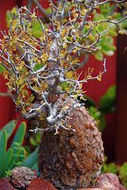 Pin On The Kingdom Of Plants