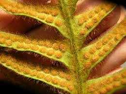 Image result for Zygophlebia