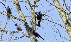 Simply place scare eyes where pest birds are a problem; Fewer Mixed Blackbird Flocks At My Feeders 2020 Birdseed Binoculars
