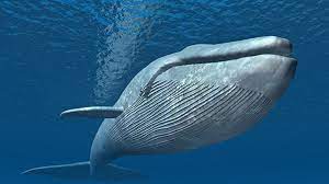 පෘථිවියේ දැවන්තයා.. | BLUE WHALE.. #rameshkumaramendis# නිල් තල්මසා අද  ජීවත් වන විශාලතම තල්මසා පමණක් නොවේ; නිල් තල්මසා පෘථිවියේ මෙතෙක් ජීවත් වූ  විශාලතම ...