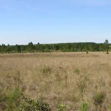 Image result for Acacia tenuispina