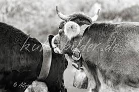 Maybe you would like to learn more about one of these? Kuh Bilder In Schwarz Weiss Kuh Bilder Als Leinwand Poster Xxl Druck Tapete Und Mehr