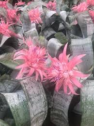 Image result for Hedbergia