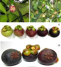 Image result for Garcinia mangostana