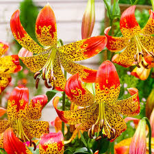 Lilie Fusion Ungewohnliche Blumen Lilien Lilien Blumen