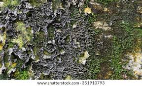 Leading green fungus sellers bring them to you right from farmers. Old Wall With Dry And Green Fungus Mold Moss Royalty Free Stock Photo 351910757 Avopix Com
