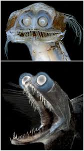 Meet The Deep Sea Telescope Fish Called Charles Deep Sea Deep Sea Creatures Ocean Creatures