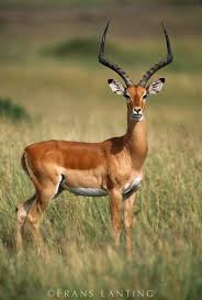 022104 Frans Lanting Stock Impala Animal South African Animals Impala
