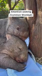 Image result for Southern hairy-nosed wombat