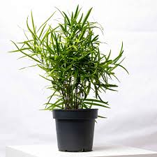 Image result for Asparagus falcatus