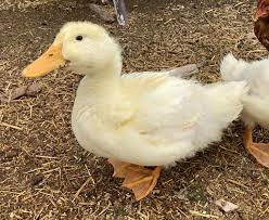 Mallard duck flight bald eagle, domestic ducks png. Pekin Duckling Pekin Ducklings Pet Ducks Pekin Duck