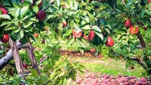 do pear trees need to cross pollinate funsabiam com co