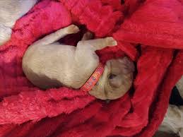 Maybe you would like to learn more about one of these? Golden Retriever Puppies For Sale Asheboro Nc 309766