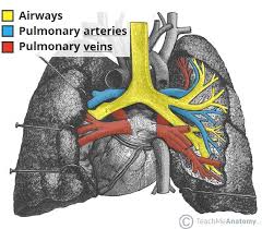 The Lungs Position Structure Teachmeanatomy