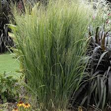 Image result for Panicum novemnerve