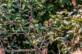 Image result for Mystroxylon aethiopicum