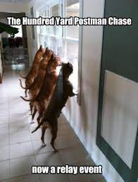 I Has A Hotdog Mailman Funny Dog Pictures Dog Memes Puppy Pictures Pictures Of Dogs Dog Pictures Funny Pictures Of Dogs Dog Memes Puppy Pictures Doge Cheezburger