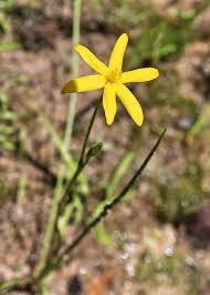 Image result for Hypoxidaceae