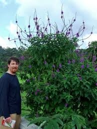 Image result for Stachytarpheta