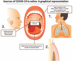 This refers to the septum dividing the nasal cavity into two equal sections. Exploring Salivary Diagnostics In Covid 19 A Scoping Review And Research Suggestions Bdj Open