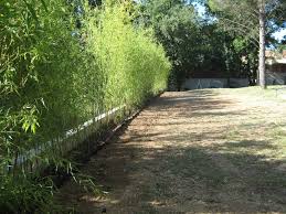 Pour être très clair, vous n'avez pas le choix. Plantation D Une Haie De Bambous Seillons Source D Argens Dans Le Var 83 Ja D E Espaces Verts Ja D E Espaces Verts