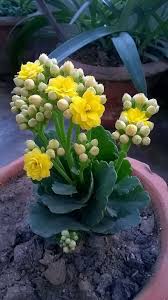 Pin By Ashanta Sharma On Suculentas Plants Planting Succulents Succulents