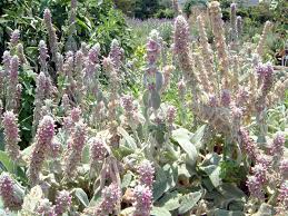 Image result for Stachys nemorivaga