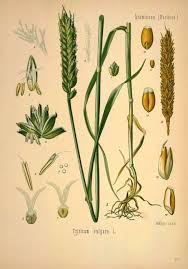 Scientific Illustration Herbs Illustration Plant Illustration Wheat Drawing