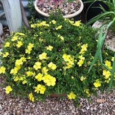 Image result for Hibbertia