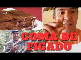 GOMA DE FÍGADO MELHOR ISCA PRA PESCA DE PACÚ PIAPARA PIAUÇU TAMBAQUI  PESCARIA