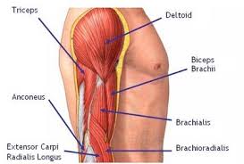 The deltoid muscle is a rounded, triangular muscle located on the uppermost part of the arm and the top of the shoulder. My Simple 5 Day Workout Thursday Arms Steemit
