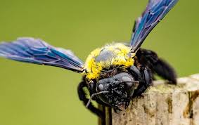 Learn when and how to control carpenter bees effectively. Blog How To Effectively Kill Carpenter Bees